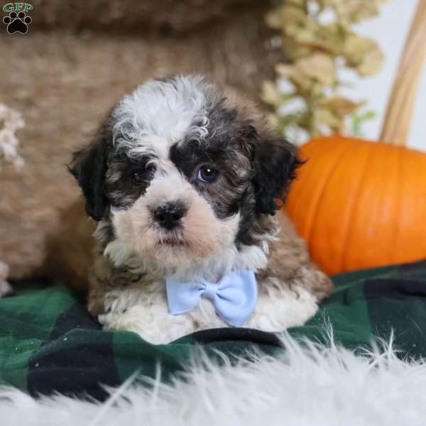 Flops, Teddy Bear Puppy